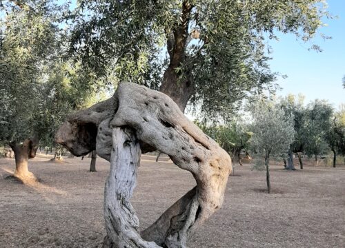Tour nell’oro di Puglia