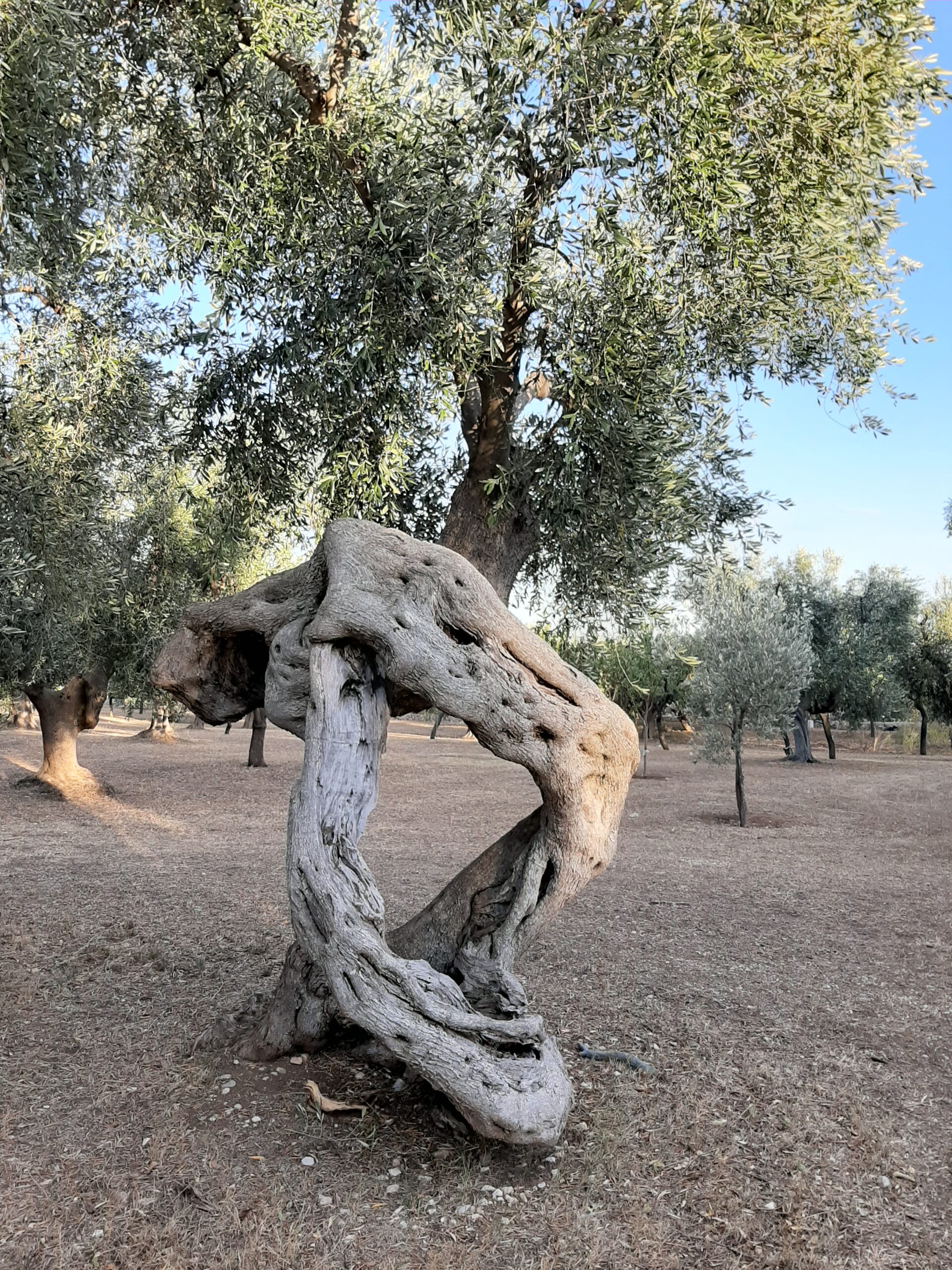 Tour nell’oro di Puglia